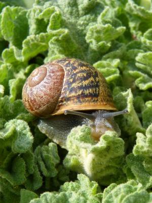 蜗牛, 腹足动物, 叶子, 传染性, cargol bover