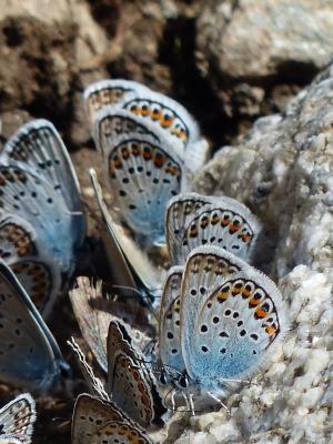 蝴蝶, restharrow 是蓝色的, polyommatus 伊卡洛斯, 常见的蓝色, 灰蝶科, 常见的 bläuling, 蓝色