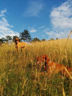 比格犬, 徒步旅行, 狗, 蓝蓝的天空, 字段, 夏季, 农业