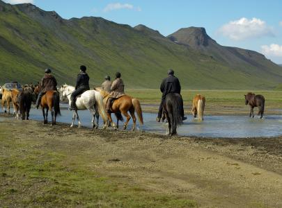 冰岛, 马, 车手