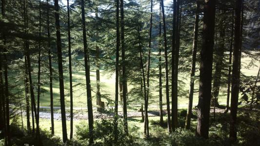 森林, 伍兹, 印度, 森林景观, 树, 自然, 景观