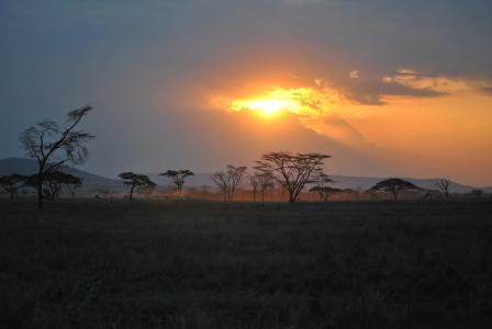 非洲, 坦桑尼亚, 国家公园, 野生动物园, 塞伦盖蒂, 日落, 余辉