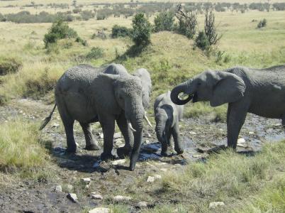 非洲, 肯尼亚, 大象
