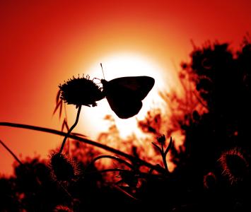 蝴蝶, 昆虫, 翼, 野生动物, bug, 光明, 小
