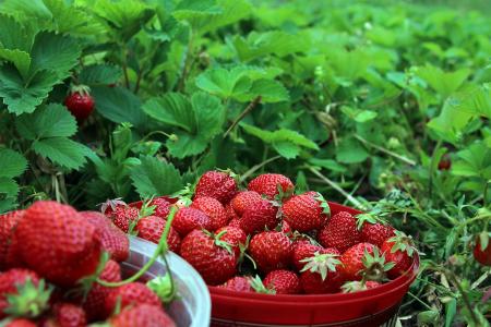 草莓, ekoodlade, 仲夏, 水果, 新鲜, 食品, 红色