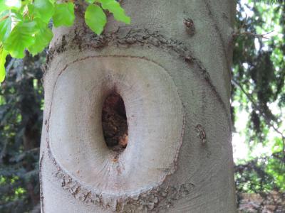 节骨眼, 树, 自然的树干
