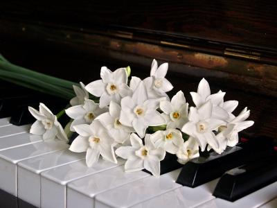 钢琴, 钥匙, 长寿, 花, 黑色, 白色, 备注