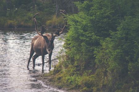 棕色, 驼鹿, 河, 侧, 动物, 自然, 野生