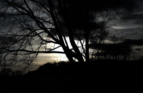 树, 黑暗, 很奇怪, 神秘, 户外, 回光
