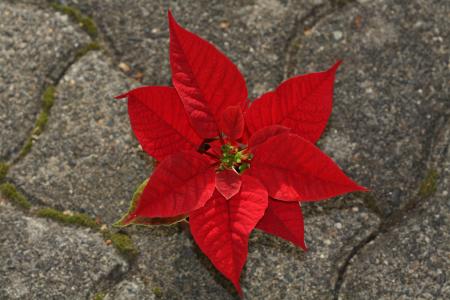 一品红, 品红, 红色, 圣诞星, 观赏植物, 戟家族, adventsstern