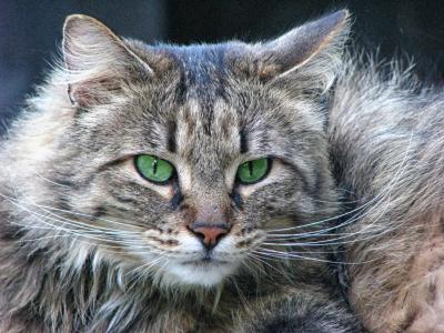 猫, 猫看, 猫的眼睛, 森林猫, 绿色的眼睛