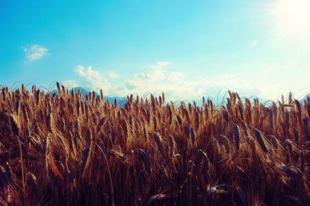 小麦, 字段, 谷物, 天空, 粮食, 自然, 农业