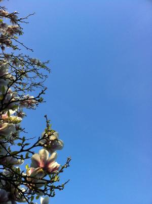 木兰, 蓝蓝的天空, 绽放, 花, 开花