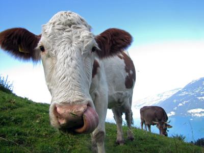 母牛, 农场里的动物, 牛肉, 瑞士, 湖, thunersee