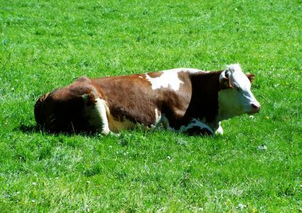 褐色和白色母牛, 宠物坐, 草甸, 母牛, 农场, 农业, 牛
