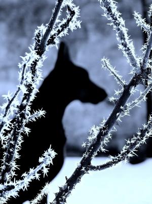 狗, 杜宾, 雪, 阴影, 冬天