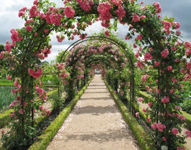 玫瑰, 棚, 有, 弗雷登斯堡, 玫瑰花园, blomsterbue, 丹麦