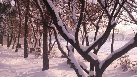 自然, 冬天, 雪, 木材, 树枝, 景观, 植物