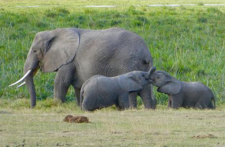 肯尼亚, 大象, 安博塞利, 在野外的动物, 草, 动物主题, 野生动物