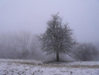 感冒, 树, 只有, 自然, 雪, 冬天