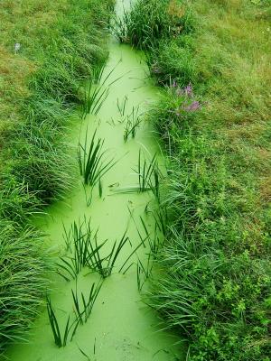 绿色, 草, 自然, 流, žabinec, 杂草丛生, 绿色的颜色