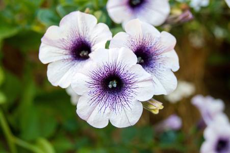 帕尤妮亚, 花, 紫色, 白色, 开花, 绽放, 自然