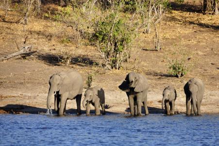 大象, 水象, 大象小腿, 家庭, 饮料, 河, 水
