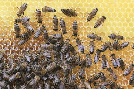 蜜蜂, 蜂窝状, 养蜂人, 蜂蜜, 昆虫, 蜂巢, 自然