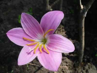 春天, 紫色的小花, 黄雌蕊, 花, 花瓣, 头花, 脆弱