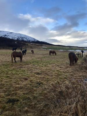 冰岛, 冰岛马, 金环, 马, 冰岛语, 自然