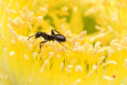 蚂蚁, 黄色, 花, 特写
