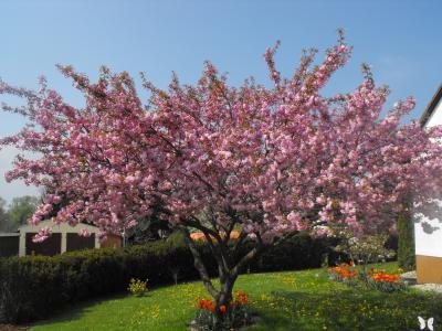 观赏樱桃, 樱桃, 树, 春天, 花, 自然, 粉红色的颜色