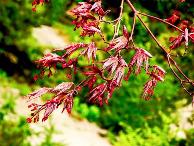 日本枫树, 新的增长, 新的生活, 花蕾, 春天, 红色, 充满活力