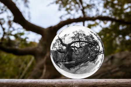 玻璃球, 树, 球, 审美, 森林, 照片球, 全球形象
