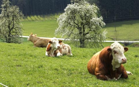 母牛, 牧场, 草原, 春天, 企业, 牛