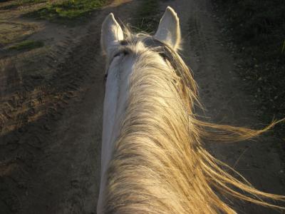 马, 斑纹, 鬃毛, 太阳, 风, 骑, 注意