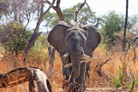 大象, 动物, 长鼻, 野生动物园, 非洲, 非洲布什大象, 荒野