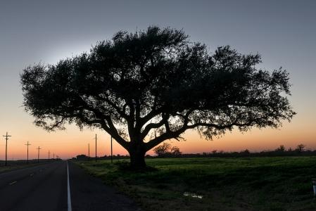 德克萨斯州, 道路, 日落, 国家, 风景名胜, 云彩, 树