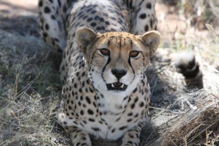 猎豹, 捕食者, 纳米比亚, 野生, 自然, 荒野, 野生动物园
