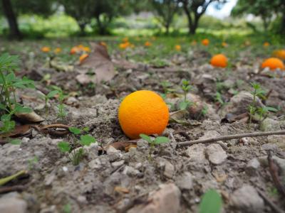 橙色, 水果, 成熟, 意外之财, 柑橘类水果, 健康, 维生素