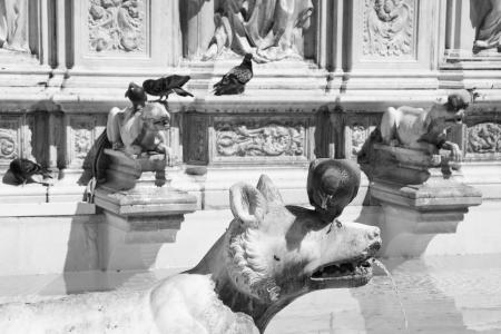 喷泉, 锡耶纳, 意大利, 鸟类, 鸽子, 纪念碑