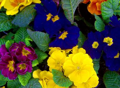 七彩报春花, 花卉园, 春天, 黄色, 蓝色, 紫色