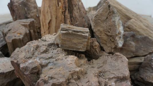 石化木, 岩石, 古代, 由性质, 自然