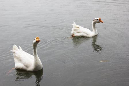 白鹅, 池塘, 动物, 水