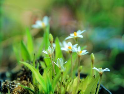 rhodohypoxis baur 在白色, 非洲的花, 白花, 观赏植物, 花园, 绽放, 夏天花