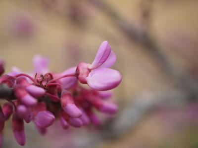 犹大树, 花, 绽放, 粉色, 普通的犹大树, 紫荆 siliquastrum, 紫荆