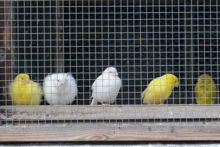 金丝雀, 网格, 被掳, 黄色, 白色, 笼子里, 鸟笼