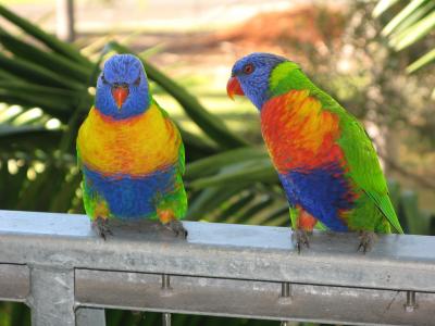 彩虹澳洲鹦鹉, 鸟, 鹦鹉, 多彩, 野生动物, 自然, 颜色