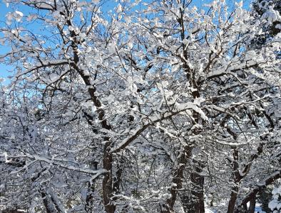 树木, 降雪量, 雪, 冬天, 12 月, 赛季, 白色