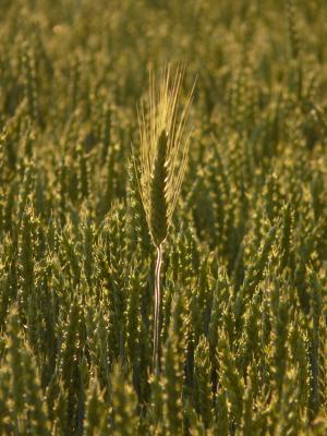 滋补大麦, 耳朵, 小麦田的营养大麦, 麦田, 小麦穗, 谷物, 粮食